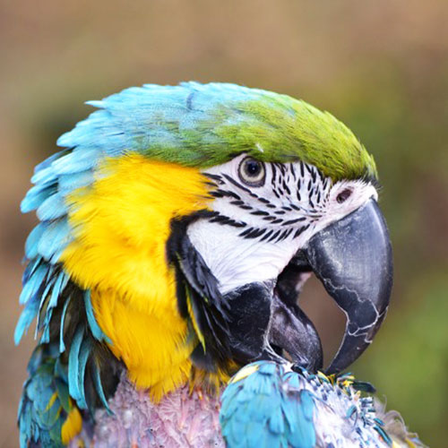 Feather Plucking In Birds